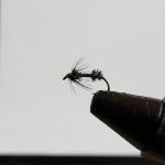 Mravec - koncom leta nenahraditeľná suchá muška na lipne, pstruhy i jalce