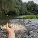 Jalca možno loviť všetkými technikami