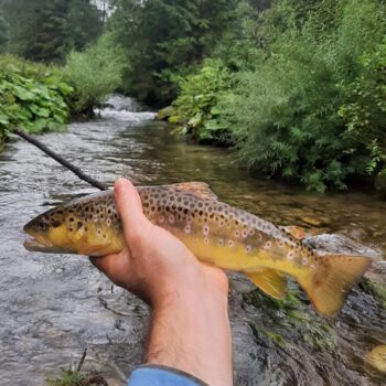 Zdravé a bojovné ryby - nie vždy je zážitok len o veľkosti úlovku