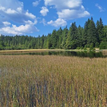 Črno jezero, domov čierneho pstruha