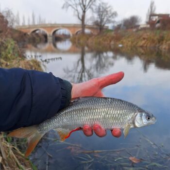 Prvá tohtoročná "piguska" (plotica lesklá)