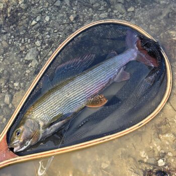 Lipňom som sa snažil vyhýbať, aj tak mi za 3 vychádzky skočili dva, zato oba veľké, okolo 40 cm