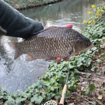 Aj karásky sa dali pri troche trpezlivosti prehovoriť