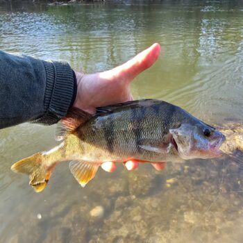 Krajší ostriež, trikrát taký mi spadol