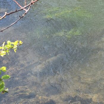 Sumec na improvizovanom zubáčom hniezde