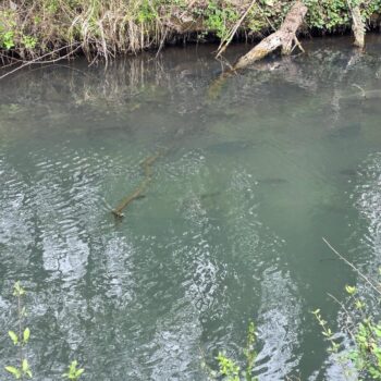 Občas utíchol vietor a ponúkli sa aj takého pohľady pod hladinu