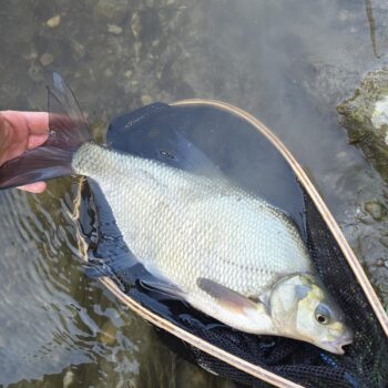 Pleskáč s trecou vyrážkou, po jeho chytení som to zabalil