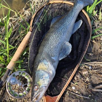 Väčší zubáč statočne preveril novú #4-ku