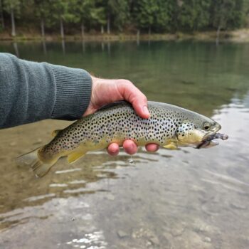 Potočáčik na streamer