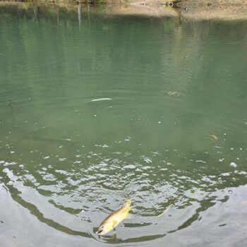 Oproti vybagrovanému dnu bez rastlín boli rybky dobre vidieť