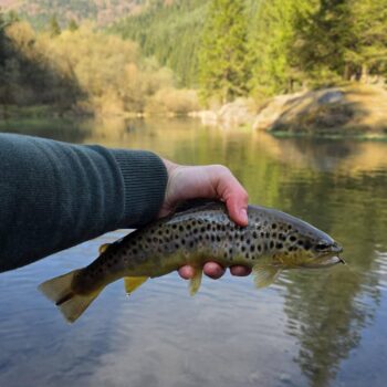 Viaceré ryby boli chytené len takto, za krajíček, a ešte viac ich spadlo z háčika úplne
