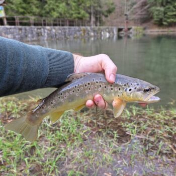 Jeden krajší ako druhý