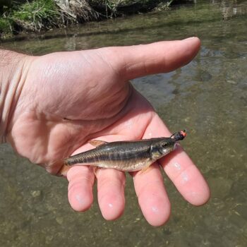 Čerebľa vcucla veľkú záťažovku určenú pre pstruha