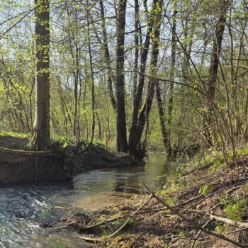 Na prítoku vlásočnice som zbadal malého potočáka