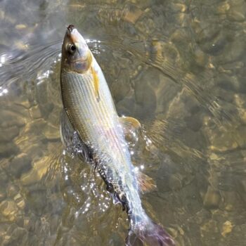 Lipníky zbierali ostošesť