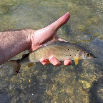 Lipník mal ešte pijavicu po zime