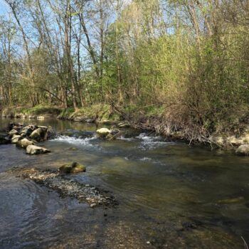 Rajčianka v Zbyňove