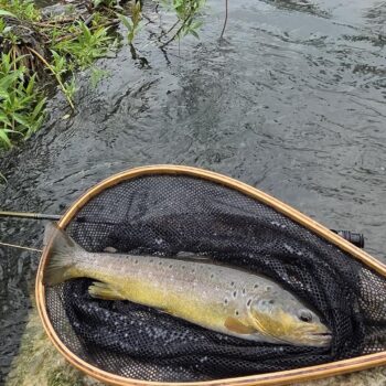Domáci potočák - "fish of the day"