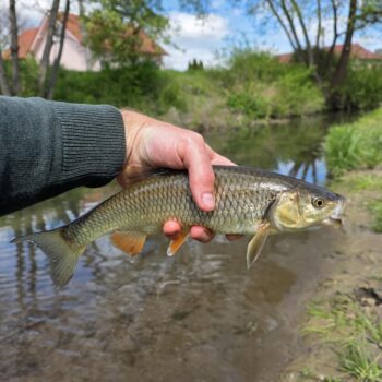 V Pružinke hrá jalec druhé husle - tak to má na pstruhovke byť