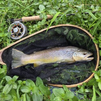 Krásny potočák - keby som akurát nevystihol chvíľku, kedy lovil po jalcoch, určite by som nemal šancu