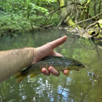 Vyššie okolo Domaníže rybky reagovali s nadšením - sem asi po odznení začiatku sezóny veľa rybárov nezavíta
