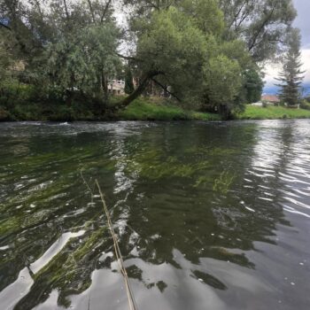 Dlhý náhod a nymfa stúpajúca k hladine