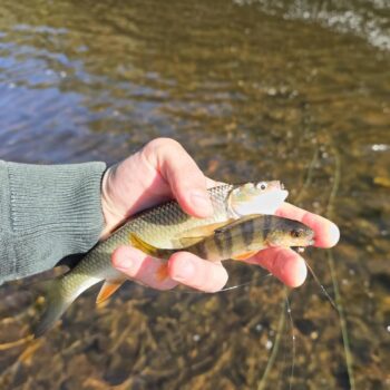 Jalcov, jalčekov a ostriežov je Vltava plná